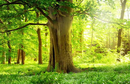 Ferienwohnung Am Weltnaturerbe Grumsin - Foto 14