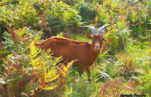 Casa Da Rocha - Foto 64