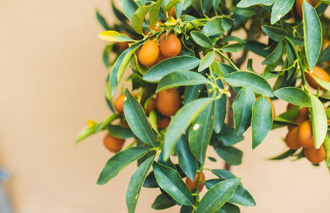 Jerry & Oli Apartments - Foto 58