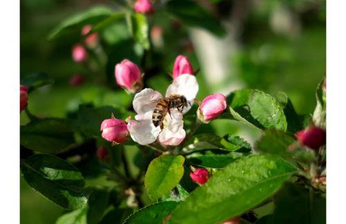 Kozy i Róże - Foto 28