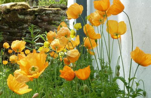 Dolmurgoch Snowdonia Cottage - Foto 12