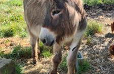 Gîte cocooning climatisé avec piscine et animaux - Foto 24