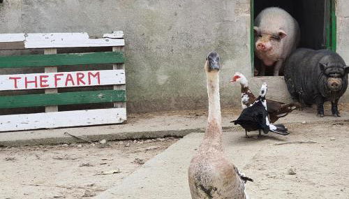 Finca s'Almudaina Farm Finca Villa 12p ETV1135 - Foto 5