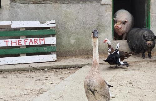 Finca s'Almudaina Farm Finca Villa 12p ETV1135 - Foto 5