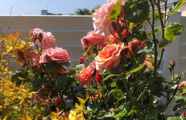 L’évidence - Foto 10