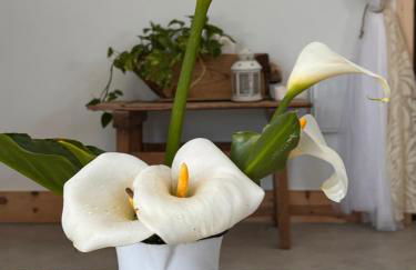 Cigarral Bramasole - Foto 52