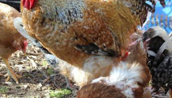 L'Oasi del Rossese - Foto 4