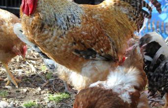 L'Oasi del Rossese - Foto 4