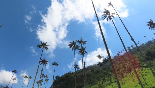 Forêt de palmiers à cire
