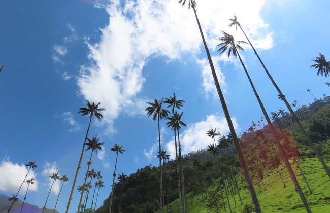 Senderismo por el Valle de Cocora - Foto 3
