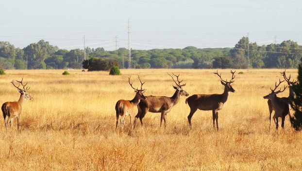 Doñana Day Trip - Foto 3