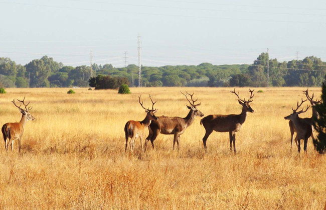 Doñana Day Trip - Foto 3