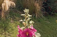 Agréable maison entre champs et mer - Foto 13