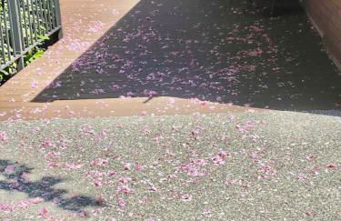 Mt. Baker View Harbor King Bed Fire Pit - Foto 56