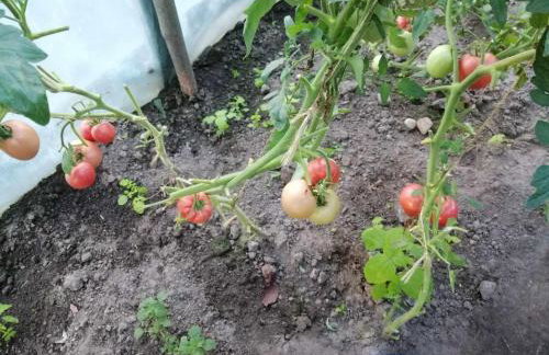 Agroturystyka Przy Rajskim Sadzie - Foto 47