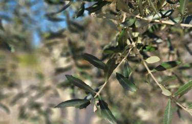 Country House La Cipolla D'oro - Foto 31