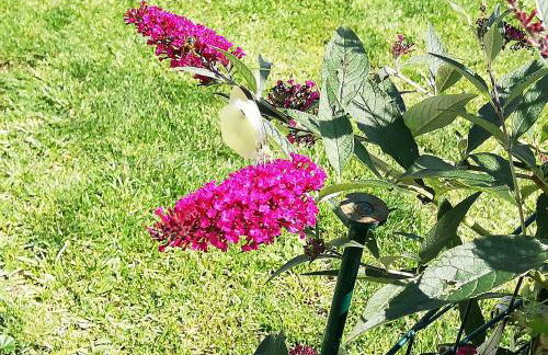 Mariolas Tinyhouse - Foto 40