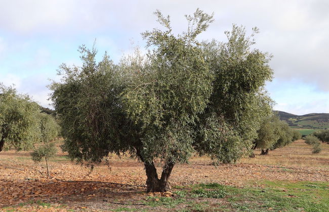 Agroturismo la finka - Foto 22