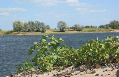Ferienwohnung am Elbdeich - Foto 7
