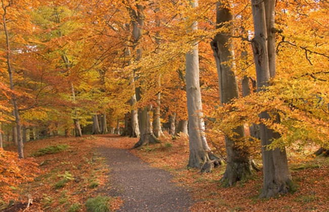 Tranquil 3 Bed - All En Suite - Cottage in Hexham - Foto 9