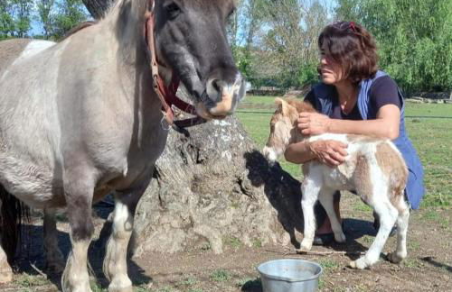 Arca dos Animais - Farming & SPA - Foto 63