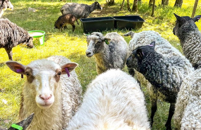 7 Person Holiday Home in Floby - Photo 10