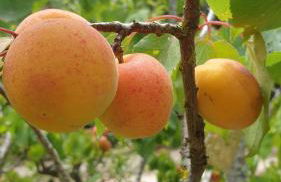 Sondela Self Catering - Foto 62