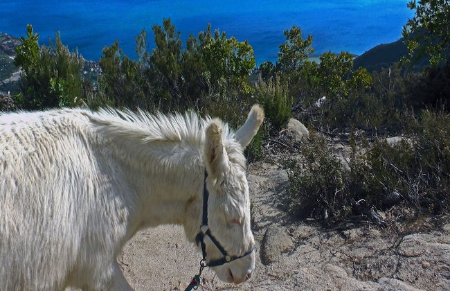 Agriturismo Monaci Templari - Photo 25