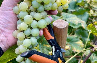 Winnica Bursztynowa - Foto 27