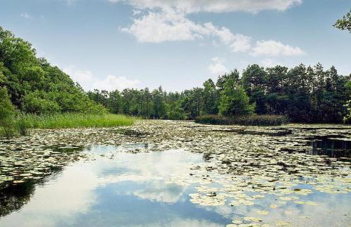 Summer House in Kopalino Near the Sea - Foto 54