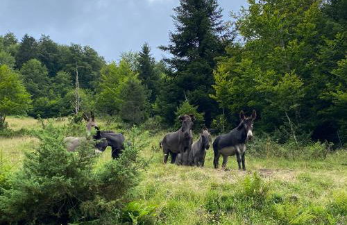 Le fleuri ensoleillé de Guzet - Foto 15