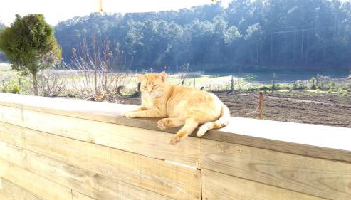 Casa d'Alvite - Arouca - Photo 2