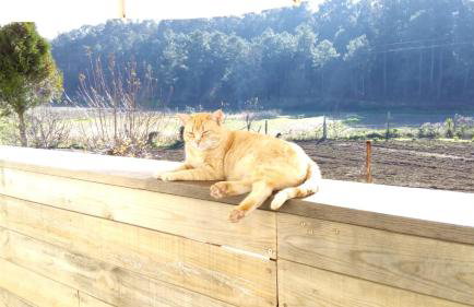 Casa d'Alvite - Arouca - Photo 2