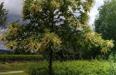 Kakteengarten - Foto 36