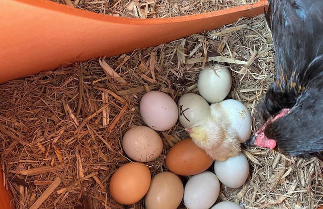 Cabane Tiny Tree House no4 - Foto 33