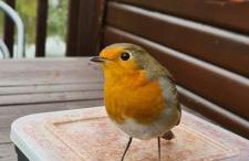 Wigeon Secluded Rustic cabin - Foto 32