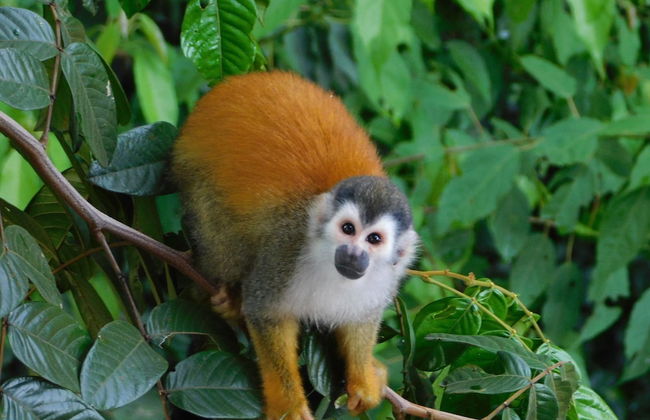 Vista Oceana, Stunning Ocean View Villa - Foto 42