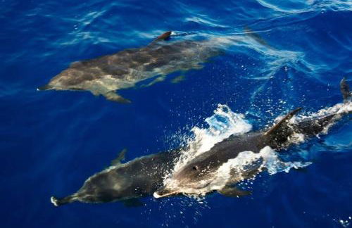 Villa das Hortas - modern villa at Silvercoast - Portugal - Photo 48