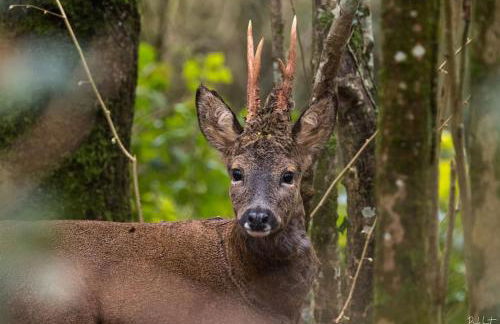 Shepherds Huts Tansy & Ethel in rural Sussex - Foto 47