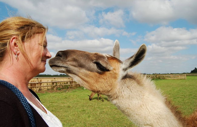Glamping With Llamas - Foto 24