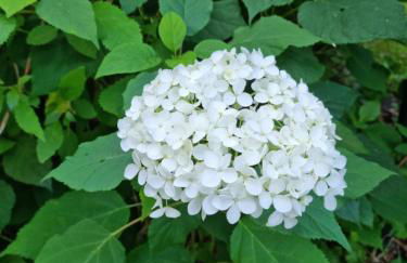 Waldhaus Dötlingen Ferienhaus im Naturpark - Foto 10