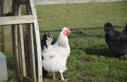 The Garret - Foto 29