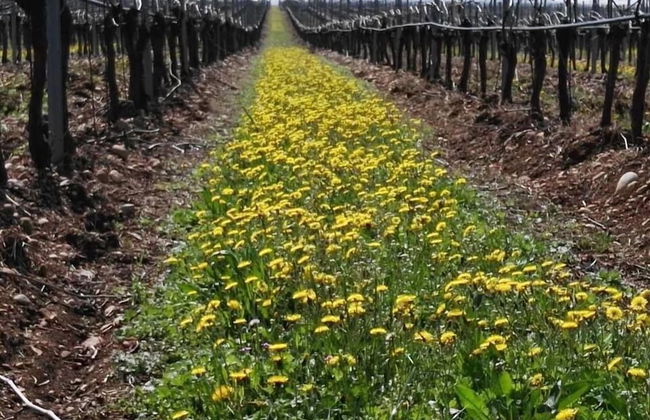 Agriturismo El Crear - Photo 56