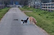 gite de la Chevrie - Photo 13