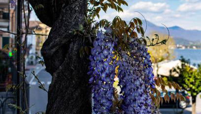 La Dimora del Glicine - Foto 4