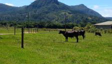 Chalé Recanto da Tiriva - Foto 4