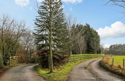 Pipistrelle - Foto 30