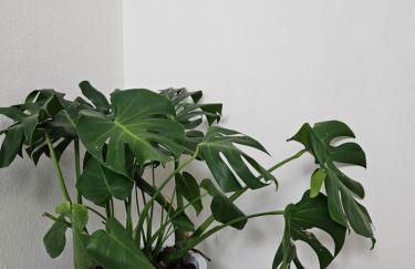 Marivar living - Foto 12