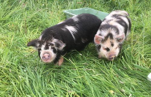 Well Farm Cottages - Foto 17