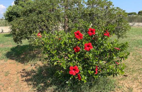 Ecuba house - Foto 30